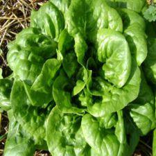 Lettuce - Buttercrunch