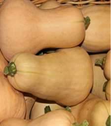 Squash - Butternut