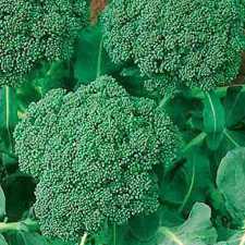 Broccoli - Calabrese