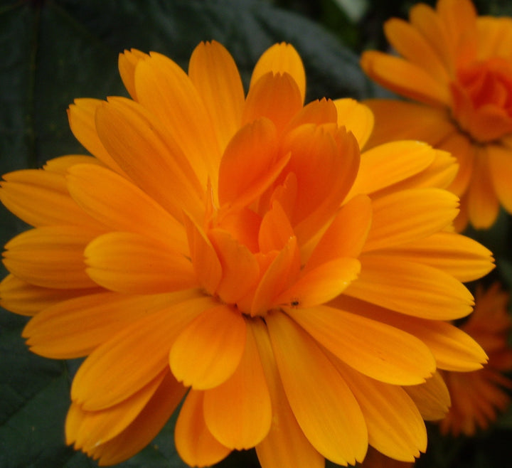 Calendula