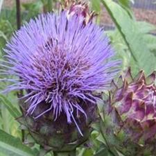 Cardoon