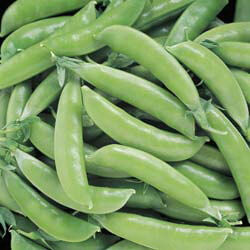 Cascadia Dwarf Snap Peas