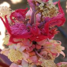Ornamental Castor Beans Mix