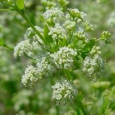 Celeriac