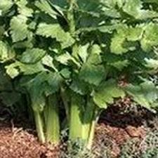 Celery - Heirloom