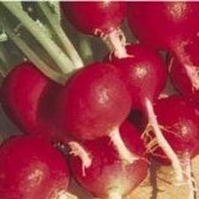 alta globe radish