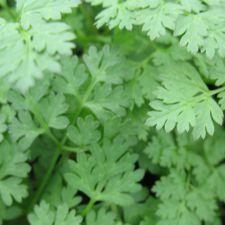 chervil seeds