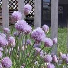 Chives