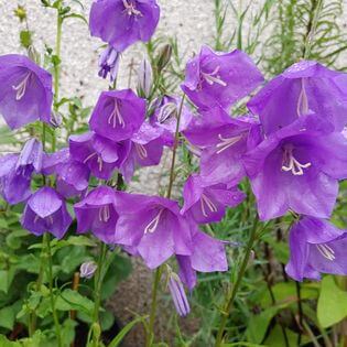 Clustered Bellflower