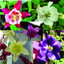 Columbine Mix