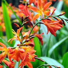 crocosmia - monbretia seed