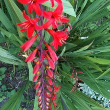 crocosmia - lucifer