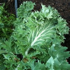 Curly Kale