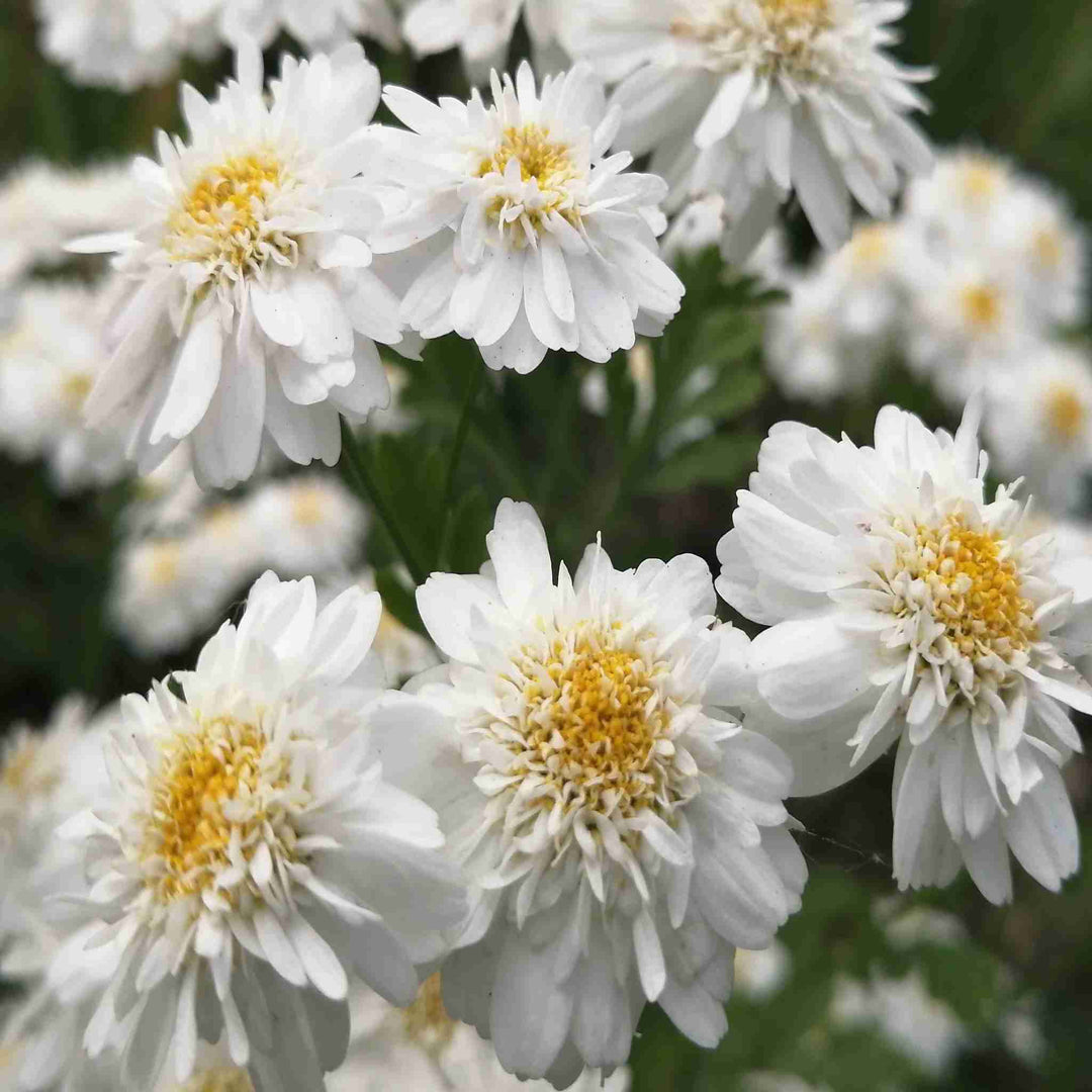 Double Feverfew