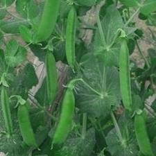 Peas - Dwarf Grey Sugar Snaps