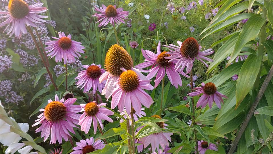 echinacea purpurea