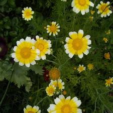 Edible Shingiku Daisy