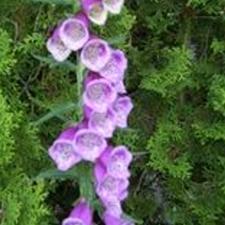 Foxglove - Pink