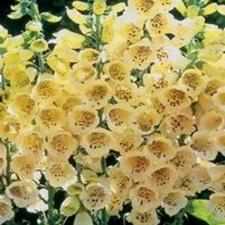 Foxglove - Yellow