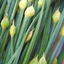 Chives - Garlic