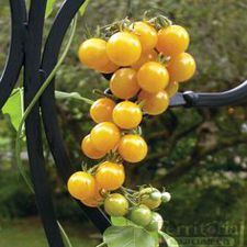 Ghost Cherry Tomato