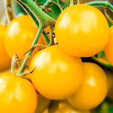 Golden Nugget Cherry Tomato