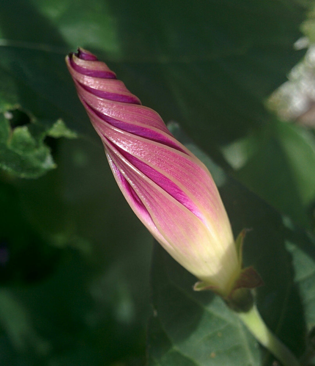 Morning Glory - GrandPa Ott