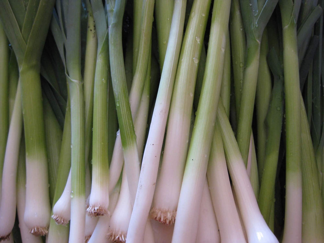 Green Onions -Tokoyo