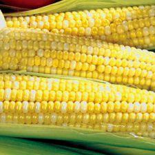 Corn  - Peaches & Cream