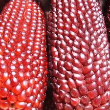 Strawberry Corn