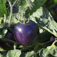 Indigo Rose Tomato