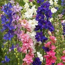 Larkspur - Rocket Mix