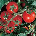 Tomato - Latah Early Red