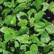 Lemon Balm