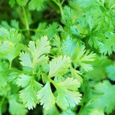 Cilantro