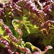 Lettuce - Speckles Romaine