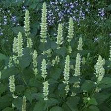 Mint - White Agastache