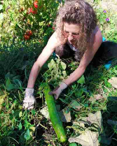 Cucumber - Long English