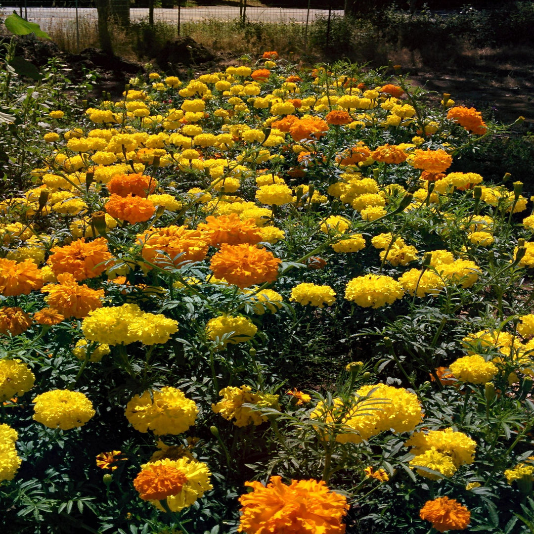 Marigold - African