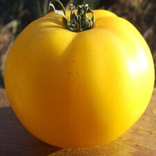 Native Sun Tomato