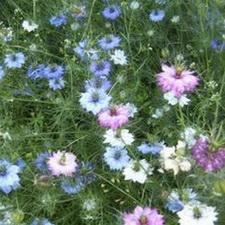 Love in a Mist -  Mixed Jewels - Nigella