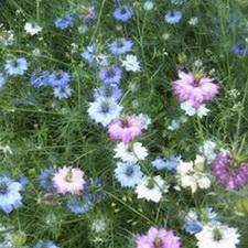 Love in a Mist - Nigella