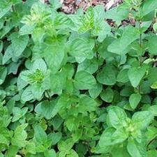 Greek Oregano