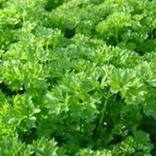Parsley Curly Leaf