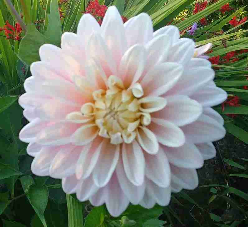 Pink Dahlia - Sweet Dreams