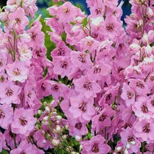 Delphinium - Pink