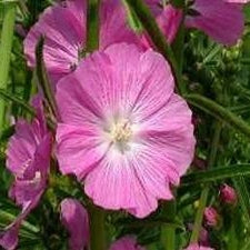 Prairie Mallow - Rose Queen