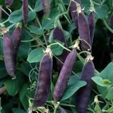 purple mist pod pea