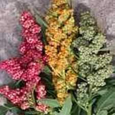 Quinoa