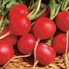 Radish - Champion